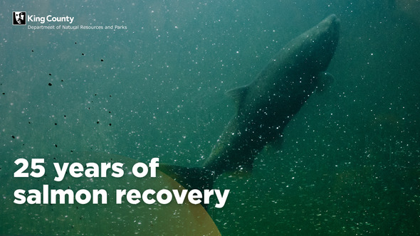 VIDEO: A unique salmon recovery partnership in King County has proven to be an effective model for collective impact